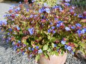 CERATOSTIGMA PLUMBAGINOIDES