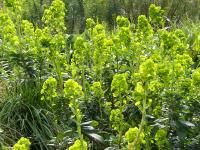 EUPHORBIA ROBBIAE