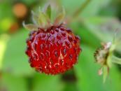 FRAGARIA VESCA 'FLORE PLENA'