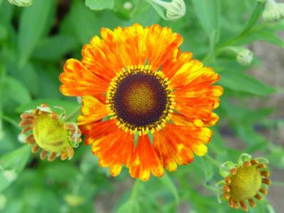 HELENIUM 'WONADONGA'