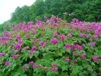 GERANIUM MACRORRHIZUM 'CZAKOR'