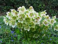 HELLEBORUS ORIENTALIS 'WHITE SPOTTED LADY'