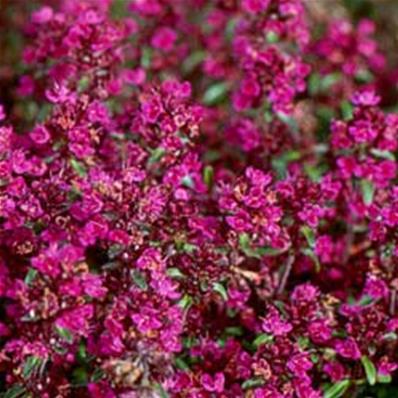 Thymus serpyllum 'Purple Beauty'