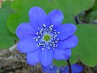 HEPATICA NOBILIS