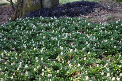 PACHYSANDRA TERMINALIS 'GREEN CARPET'