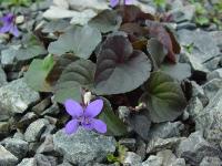 VIOLA LABRADORICA