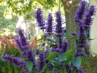 AGASTACHE ‘BLUE BOA’