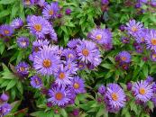 ASTER NOVAE-ANGLIAE 'PURPLE DOME'