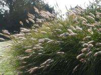 PENNISETUM JAPONICUM