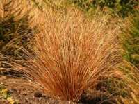 CAREX BUCHANANII 'FIRE FOX'
