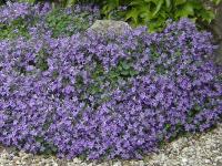 CAMPANULA POSCHARSKYANA 'TROLLINK'