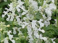 NEPETA RACEMOSA 'SNOWFLAKE'