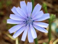 CICHORIUM INTYBUS