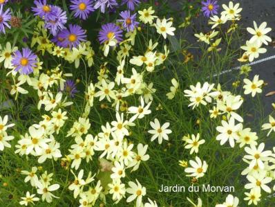 COREOPSIS VERTICILLATA 'MOONBEAM'