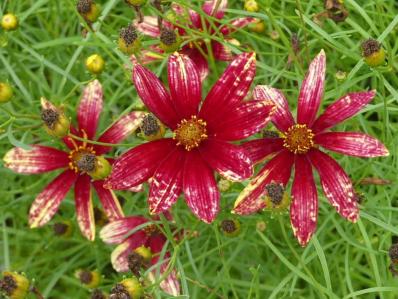 COREOPSIS VERTICILLATA 'ROUTE 66'