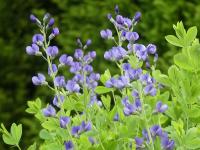 BAPTISIA AUSTRALIS