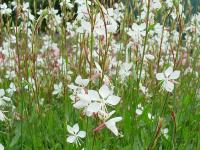 GAURA 'LINDHEIMERI'