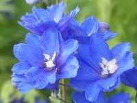 DELPHINIUM x CULTORUM ‘COBALT DREAM’