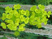 EUPHORBIA SEGUIERIANA ssp NICICIANA