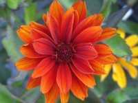 HELIOPSIS SCABRA ‘BLEEDING HEARTS’