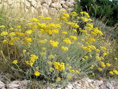 HELICHRYSUM ITALICUM