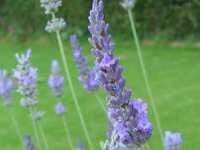 LAVANDULA INTERMEDIA 'DUTCH'