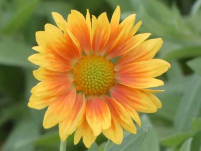 GAILLARDIA ‘MESA PEACH’ 