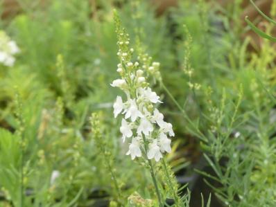 LINARIA PURPUREA ‘SPRINGSIDE WHITE’