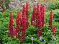 LUPINUS 'EDELKNABE'