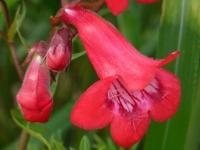 PENSTEMON 'WINDSOR RED'