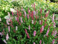 POLYGONUM AFFINE 'KABOUTER'