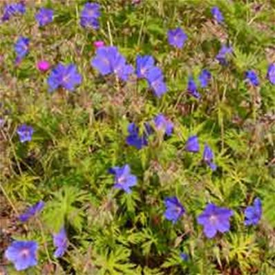 GERANIUM 'SPINNERS'