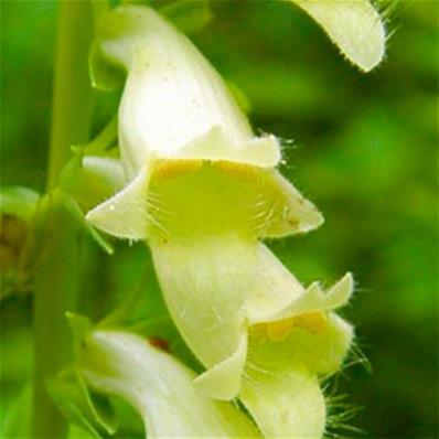 DIGITALIS LUTEA