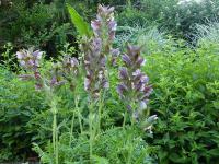 ACANTHUS SYRIACUS