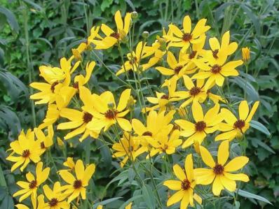 COREOPSIS TRIPTERIS
