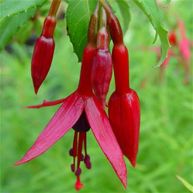 FUCHSIA REGIA REITZII 4514