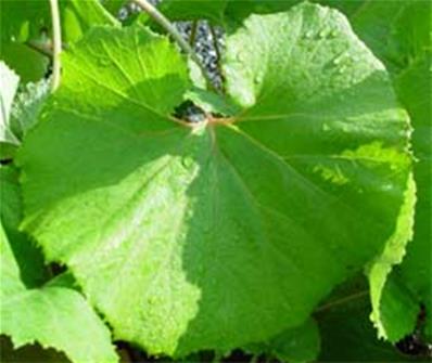 PETASITES JAPONICUS 'GIGANTEUS'