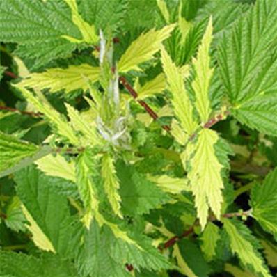 FILIPENDULA ULMARIA 'VARIEGATA'