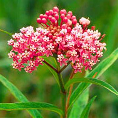 ASCLEPIAS INCARNATA 'CINDERELLA'