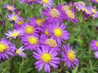 ASTER AGERATOIDES 'EZO MURAZAKI'