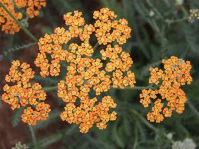 ACHILLEA 'TERRA COTTA'