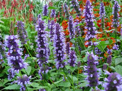 AGASTACHE 'BLACK ADDER'