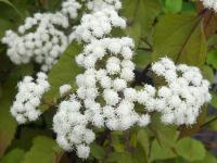 AGERATINA ALTISSIMA 'CHOCOLATE'