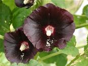 ALCEA ROSEA 'NIGRA'