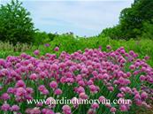 ALLIUM 'FORESCATE'