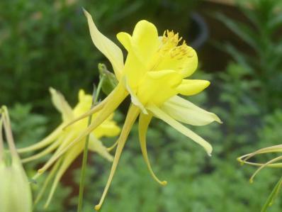 Hazzard's Seeds Aquilegia Chrysantha 'Denver Gold' – 1,000 Perennial Seeds