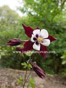 AQUILEGIA CAERULEA 'LOUISIANA' 