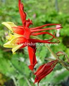 AQUILEGIA 'MUSIK ROT GOLD'