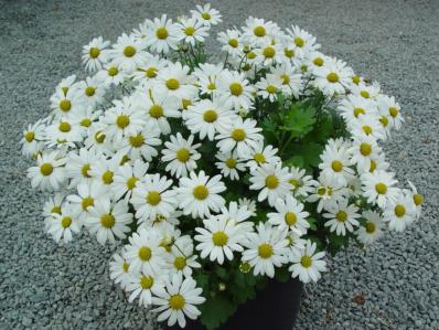 ARCTANTHEMUM ARCTICUM 'POLARSTERN'