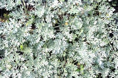 ARTEMISIA ABSINTHIUM 'LAMBROOK SILVER'